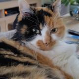 Picture of cat lost at Basse Goulaine