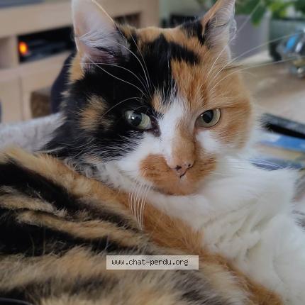 Photo 1/1 CLEO Chat lost in Basse goulaine