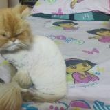 Picture of cat lost at Lahore