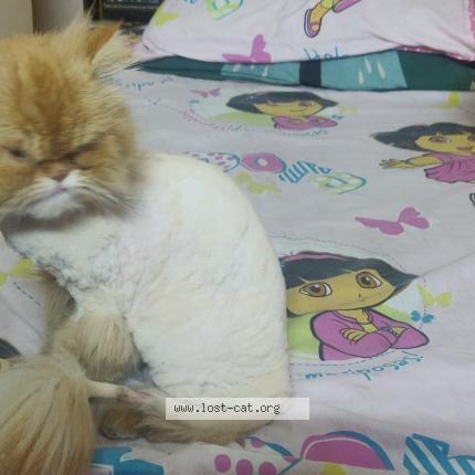 Photo 1/1 Ginger Chat lost in Lahore