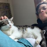 Picture of cat lost at Drancy