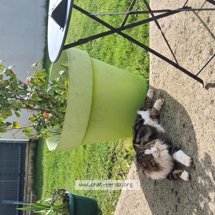 Photo 1/1 Max Chat lost in Saint pierre de coutances