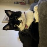 Picture of cat lost at Le Blanc Mesnil