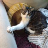 Picture of cat lost at Drancy