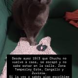 Picture of cat lost at Temperley