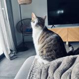 Picture of cat lost at Idron