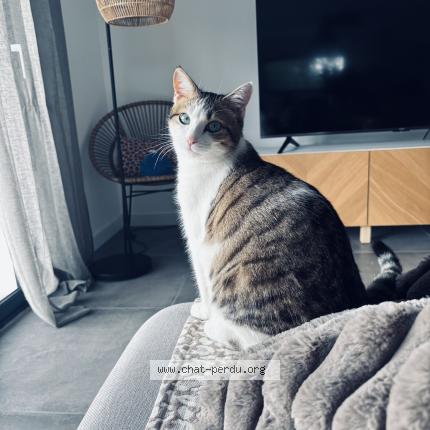 Photo 1/1 Achille Chat lost in Idron