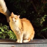 Picture of cat lost at Canet