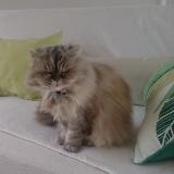 Picture of cat lost at Boissezon