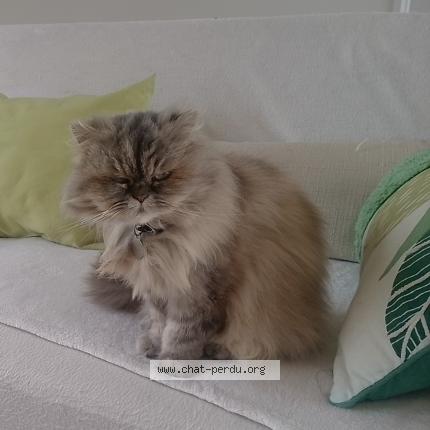 Photo 1/1 Cassiopée Chat lost in Boissezon