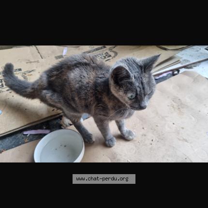 Photo 1/1 Found cat Found in Le havre