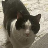 Picture of cat lost at Nyon