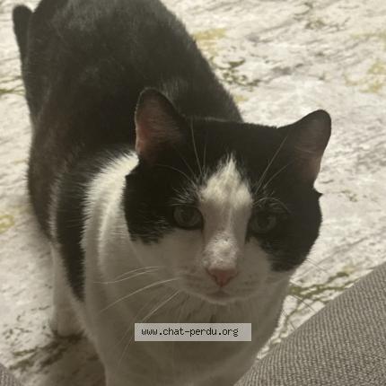 Foto 1/1 Sheker Katze verloren in Nyon