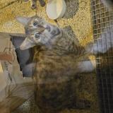 Picture of cat found at Tournefeuille