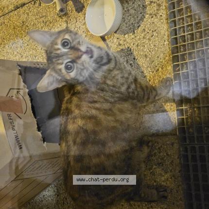 Photo 1/1 Found cat Found in Tournefeuille