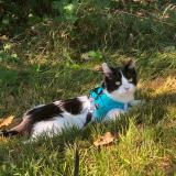 Picture of cat lost at Toulouse