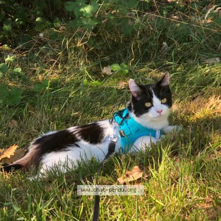 Photo 1/1 Vanya Chat lost in Toulouse