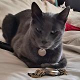 Photo of a cat found in Chiguayante