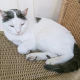 Picture of cat lost at Marseille