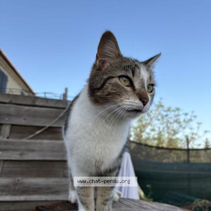 Photo 1/1 Moon Chat lost in Saint martin de crau