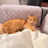 Photo of a cat found in Tarapoto