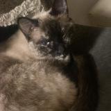 Picture of cat lost at Paris