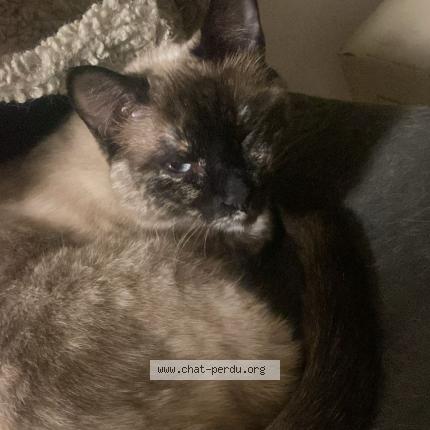 Photo 1/1 PISTACHE Chat lost in Paris