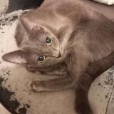 Picture of cat lost at Meaux