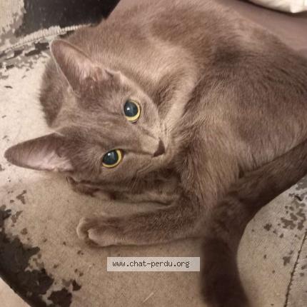 Photo 1/1 Kira Chat lost in Meaux