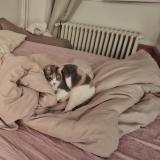 Picture of cat lost at Auxerre