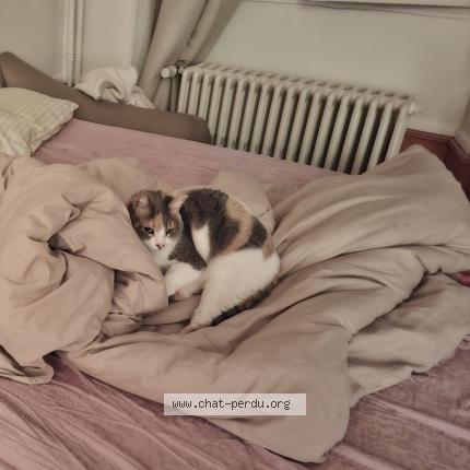 Photo 1/1 Nala Chat lost in Auxerre