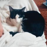 Picture of cat lost at Saint Priest