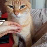 Picture of cat lost at Simiane Collongue