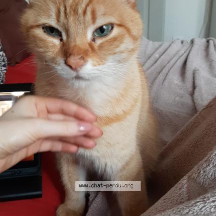 Photo 1/1 Milou Chat lost in Simiane collongue