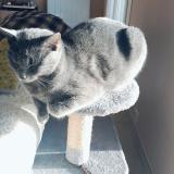 Picture of cat lost at Randan