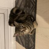 Picture of cat lost at Fontenay Sous Bois