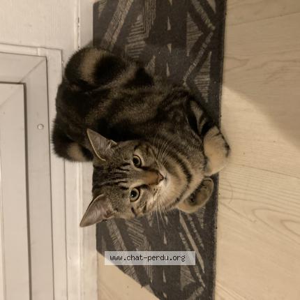 Photo 1/1 Tsuki Chat lost in Fontenay sous bois