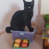 Picture of cat lost at Saint Joseph