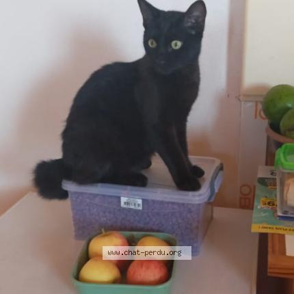 Photo 1/1 Tibou Chat lost in Saint joseph