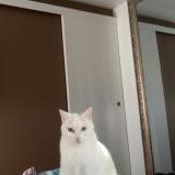 Picture of cat lost at Provin