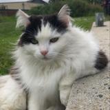 Picture of cat lost at Rospez