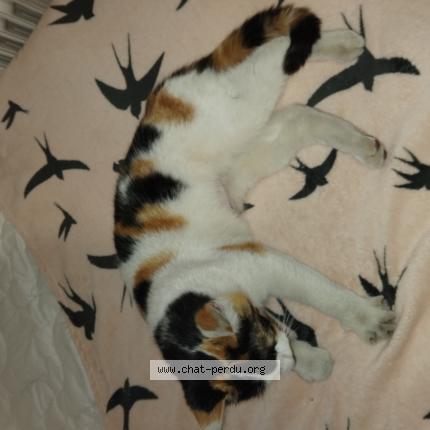 Photo 1/1 Found cat Found in Tournon sur rhone