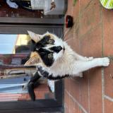 Picture of cat found at Pins Justaret