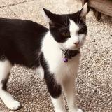 Picture of cat lost at Courcelles Les Lens