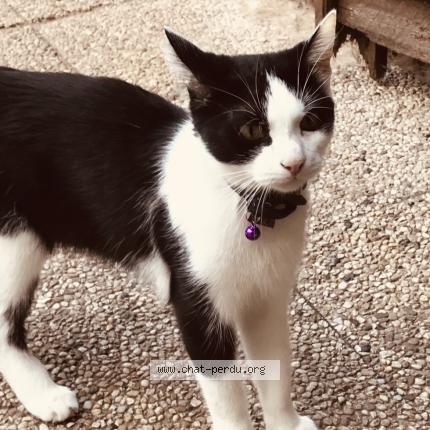 Photo 1/1 Minho Chat lost in Courcelles les lens