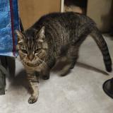 Picture of cat found at Mouans Sartoux