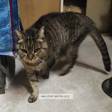 Photo 1/3 Found cat Found in Mouans sartoux