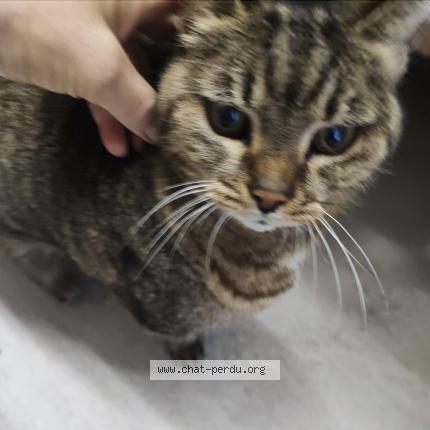 Photo 2/3 Found cat Found in Mouans sartoux