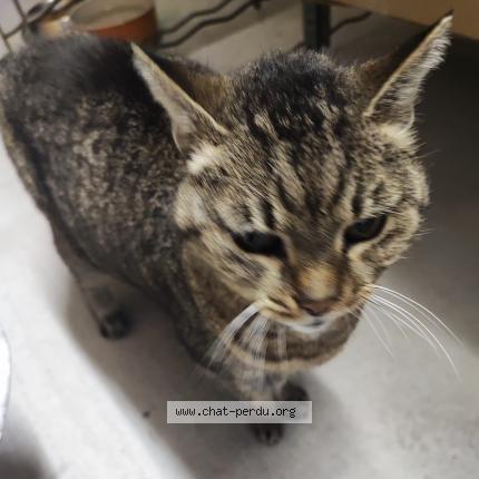 Photo 3/3 Found cat Found in Mouans sartoux