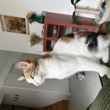 Picture of cat lost at Thouare Sur Loire